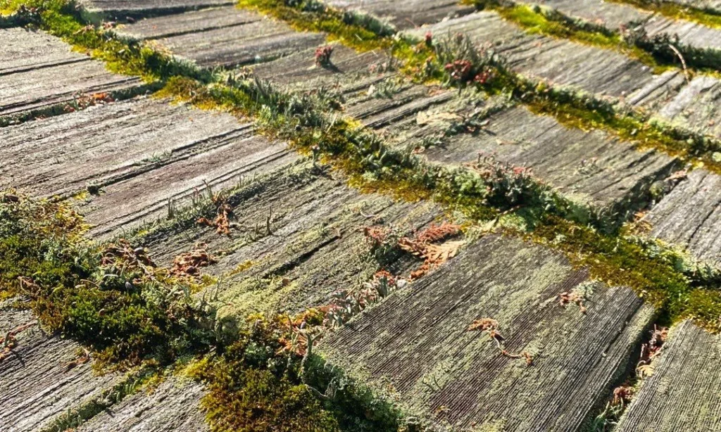 cedar shingle moss cleaning